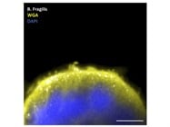 Robust Mucus Staining