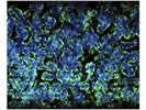 Perfect for Villin Staining in Intestinal Epithelium