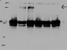 Average Culin3 Antibody