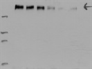 Great Antibody Gives Good Results