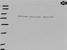 Average Antibody for Immunodetection of mTOR