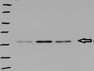 Great Detection of p-p38 in Murine Tissue