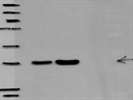 Excellent Anti- Phospho-Cofilin (Ser3) antibody for Immunodetection in human cell