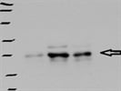 Best Immunodetection of Phospho-CREB Protein Levels