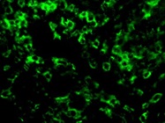 Excellent Anti-human CD4 Antibody