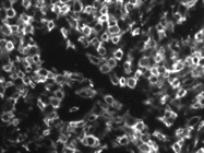 Anti-CD45 Antibody Works Great