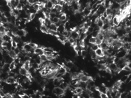 Very Good CD90 Antibody for Immunofluorescence