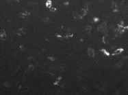 Great FITC Anti-Human CD206 Antibody