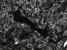 Anti-human CD44-FITC Monoclonal Antibody for IF