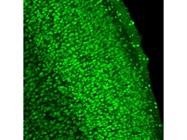 Immunostaining for Neuronal Nuclei