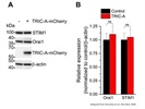 Useful to Acquire Chemiluminescent Blot Images