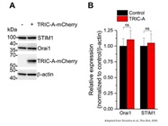 Useful to Acquire Chemiluminescent Blot Images