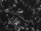 CD36 Antibody from Miltenyi