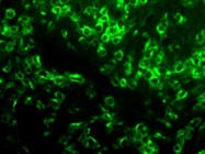Very Good CD2 Antibody