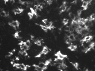 This Miltenyi Antibody Stains CD14 Well