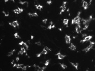 Very Good CD163 Antibody for Immunofluorescence