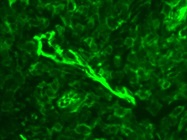 This Miltenyi Antibody Stains ADAM10 Well