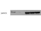 Excellent Lamin B Staining for Western Blot