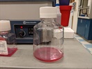 Great Media for Growing Out CAKI Cells