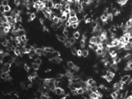 Anti-Human CD11a-FITC Monoclonal Antibody for IF