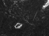 Review for Notch3/4 Antibody