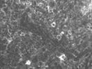 Good CD95 Monoclonal Antibody from Miltenyi