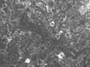 Good CD95 Monoclonal Antibody from Miltenyi