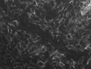 This Miltenyi Antibody Stains CD276 Well