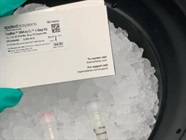 Efficient Taqman RNA-to-Ct One-Step Kit