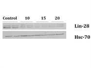 Anti-Lin28 Antibody Works Great for Immunoblotting