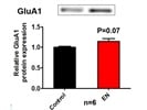 Anti-GluA1 Antibody Works Great