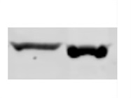 Excellent Anti-b-actin Antibody