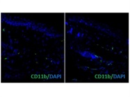 Anti-CD11b Antibody Works Great for Immunofluorescence