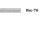 Anti-HSC70 Antibody Works Great for Immunoblotting