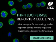 THP-1 LUC Reporter Cells – Bigger, Bolder, Brighter