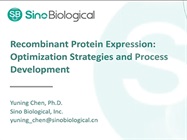 Recombinant Protein Expression Optimization Strategies and Process Development