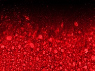 Thermocyclers: More than Just PCR Machines