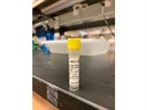 Measuring Adam17 Expression