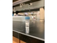 Works Great for Measuring Connexin-43 Expression