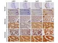 LGR5 mouse monoclonal antibody, clone OTI2A2