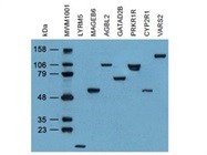Clone OTI4C5, Anti-DDK (FLAG) monoclonal antibody