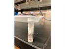 Chemoattractant on Rab27A Expression