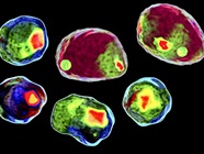 Improved Data Analysis Makes Imaging Flow Cytometry More Accessible