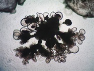 3dGRO™ Lung Organoid Maturation Medium