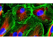 PromoCell® Human Primary Cell Culture