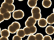 Advances in 3D and Organoid Cell Culture