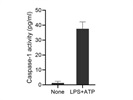 The Caspase-1 ELISA Works for Detection of Active Caspase-1 