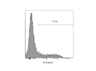 Anti-RT1B BV421 Works Well