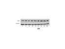 HO-1 Antibody from Enzo