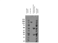 Biorad Prestained Protein Standard is a convenient for SDS-PAGE standard